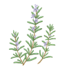 ローズマリー葉