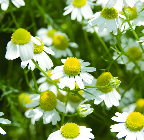 photo_天然由来の植物