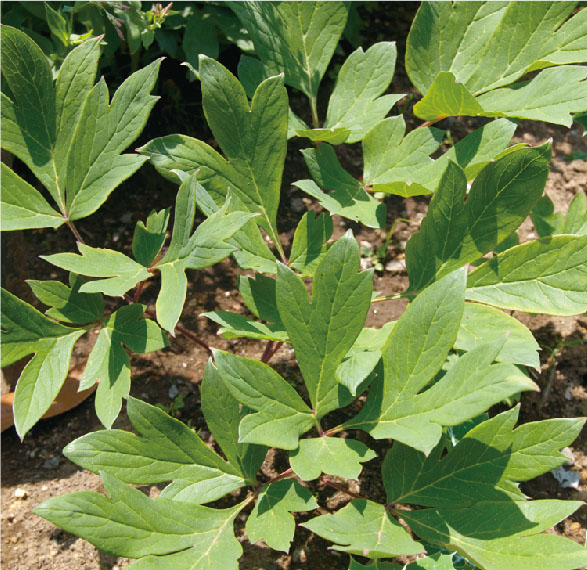 photo_天然由来の植物