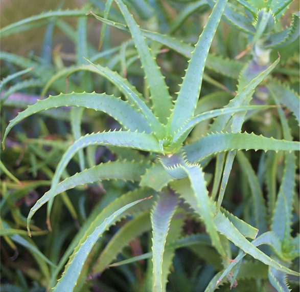 photo_天然由来の植物