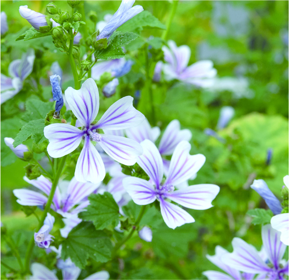 photo_天然由来の植物